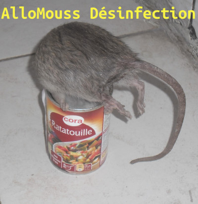 AlloMouss Désinfection Dératisation en Belgique