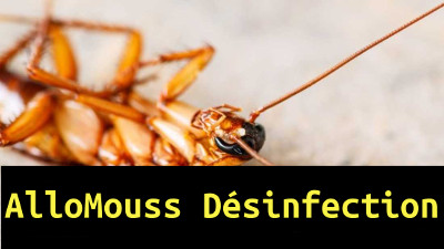 AlloMouss Désinfection Belgique Insectes