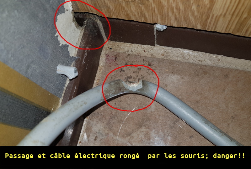 cable electrique ronge par souris a bruxelles