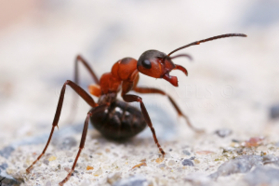 fourmi rouge